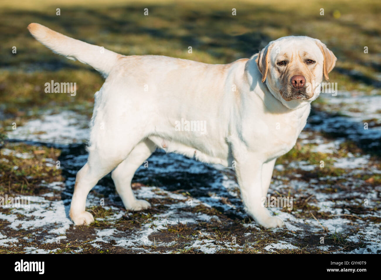 Lab dog hi-res stock photography and images - Alamy