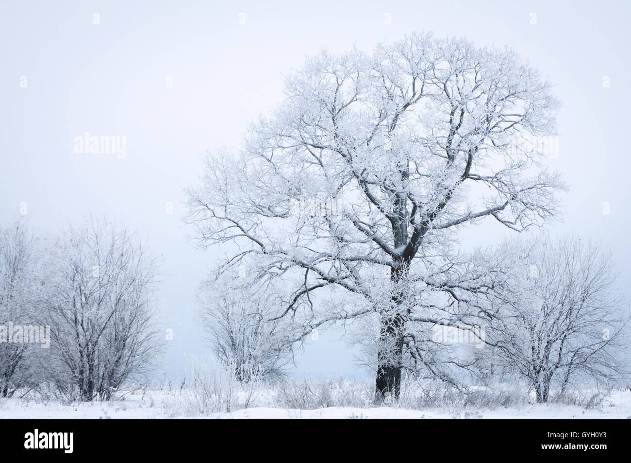 Frozen tree in snowy foggy field Stock Photo - Alamy