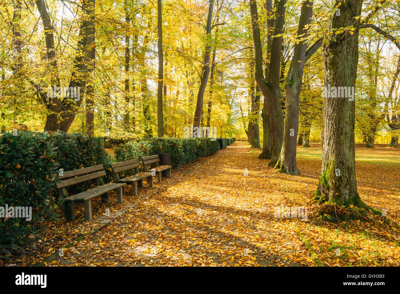 Old Benches In Beautiful Autumn City Park. Sunny Day In October Stock ...