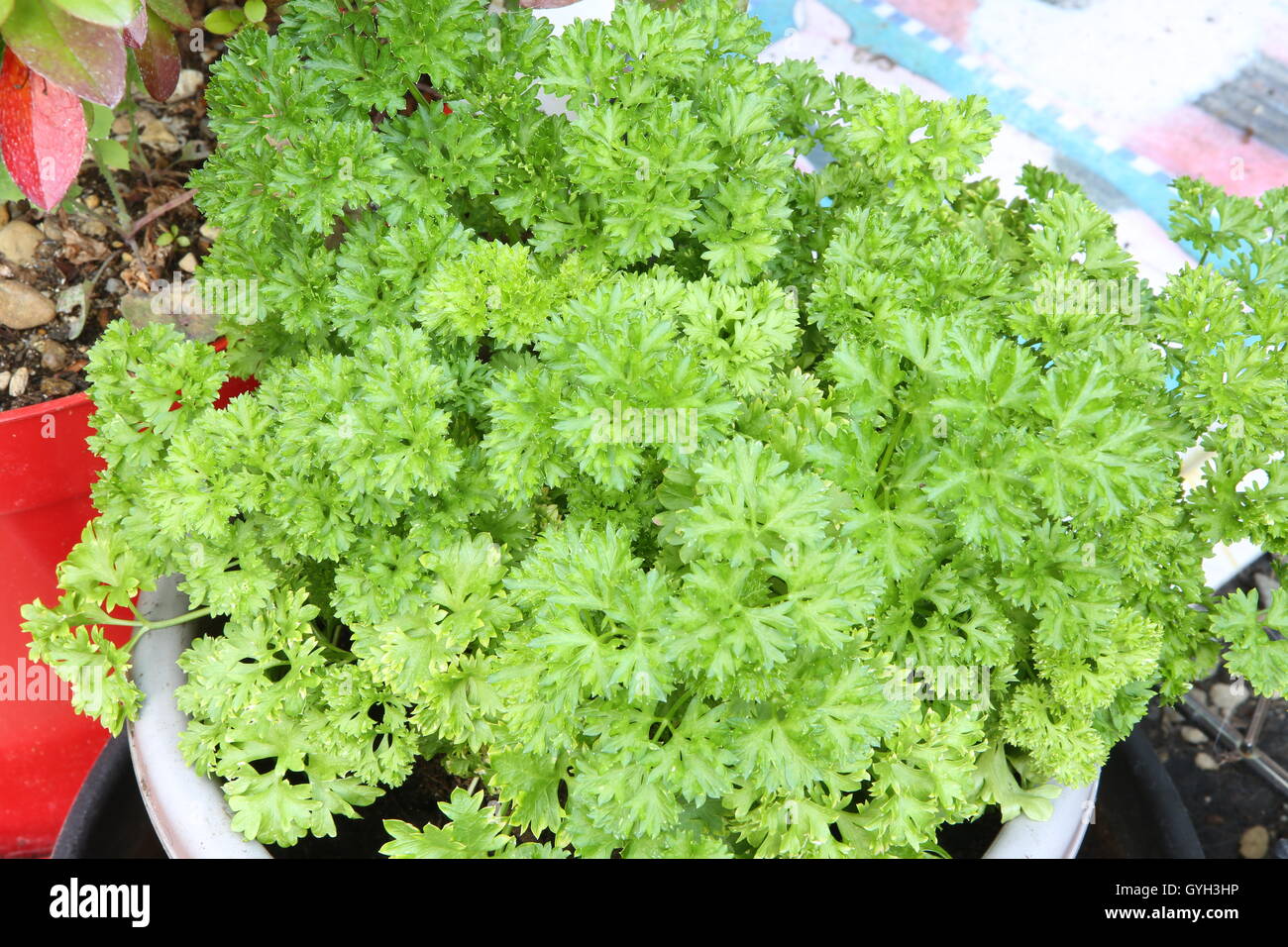 Parsley The Herb Stock Photo Alamy