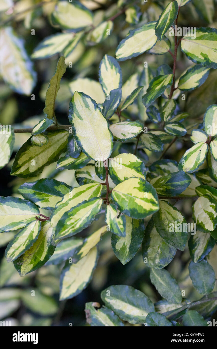 Elaeagnus Shrub Stock Photos Elaeagnus Shrub Stock Images Alamy
