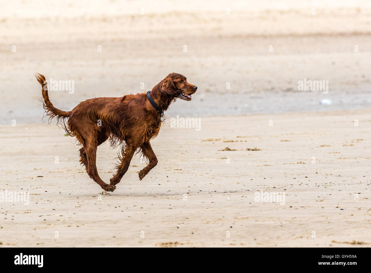 Red setter dog having fun on a beach Stock Photo - Alamy
