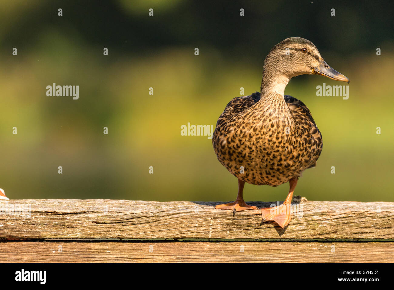 Mallard duck close up hires stock photography and images Alamy