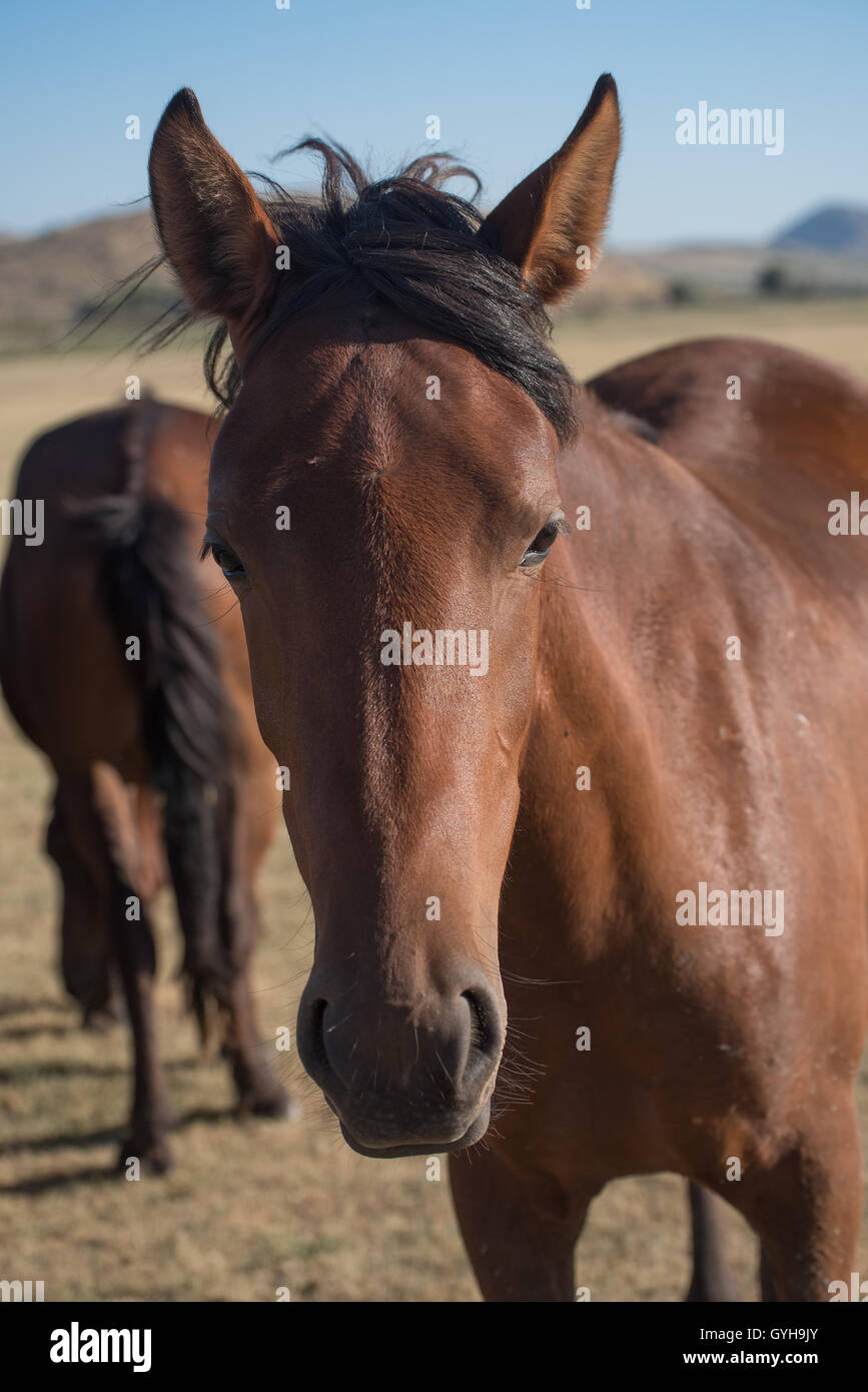 Beautiful brown horse at meadow Stock Photo