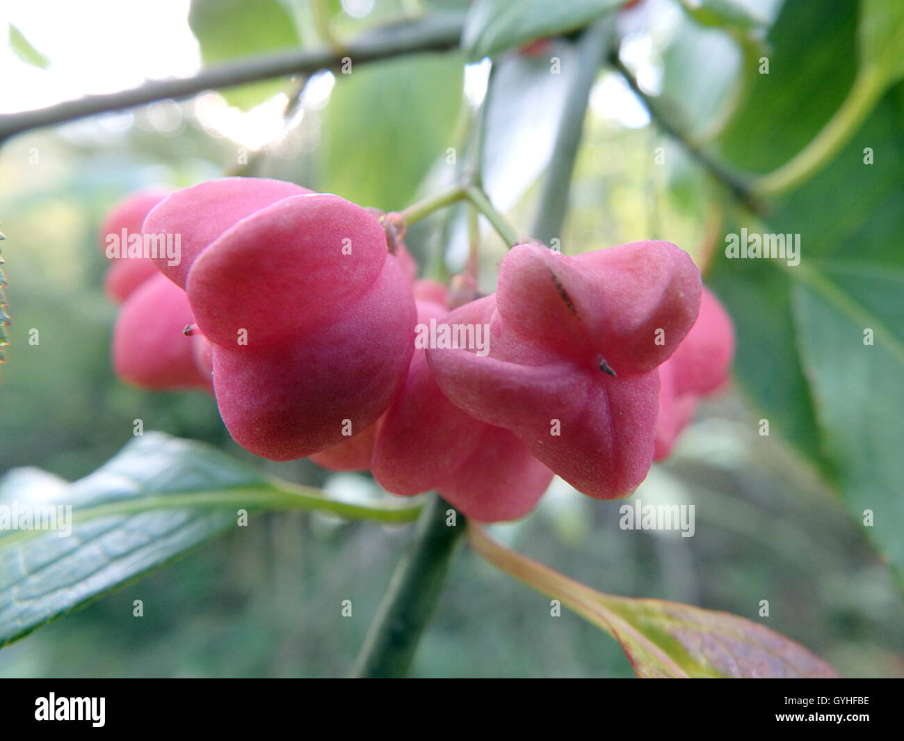 Common spindle bush hires stock photography and images Alamy