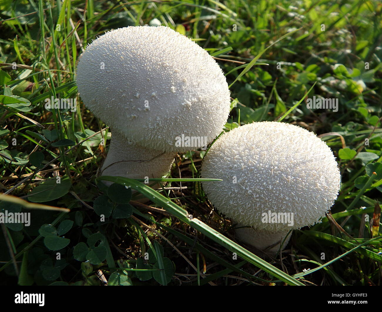 Bovista, Wild mushrooms: Bovista plumbea, Stock Photo