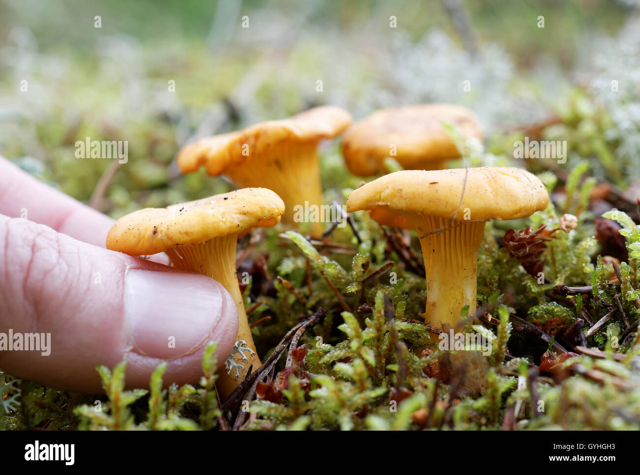 Closeup of a chanterell mushroom in the moss and a human fingers collecting it Stock Photo