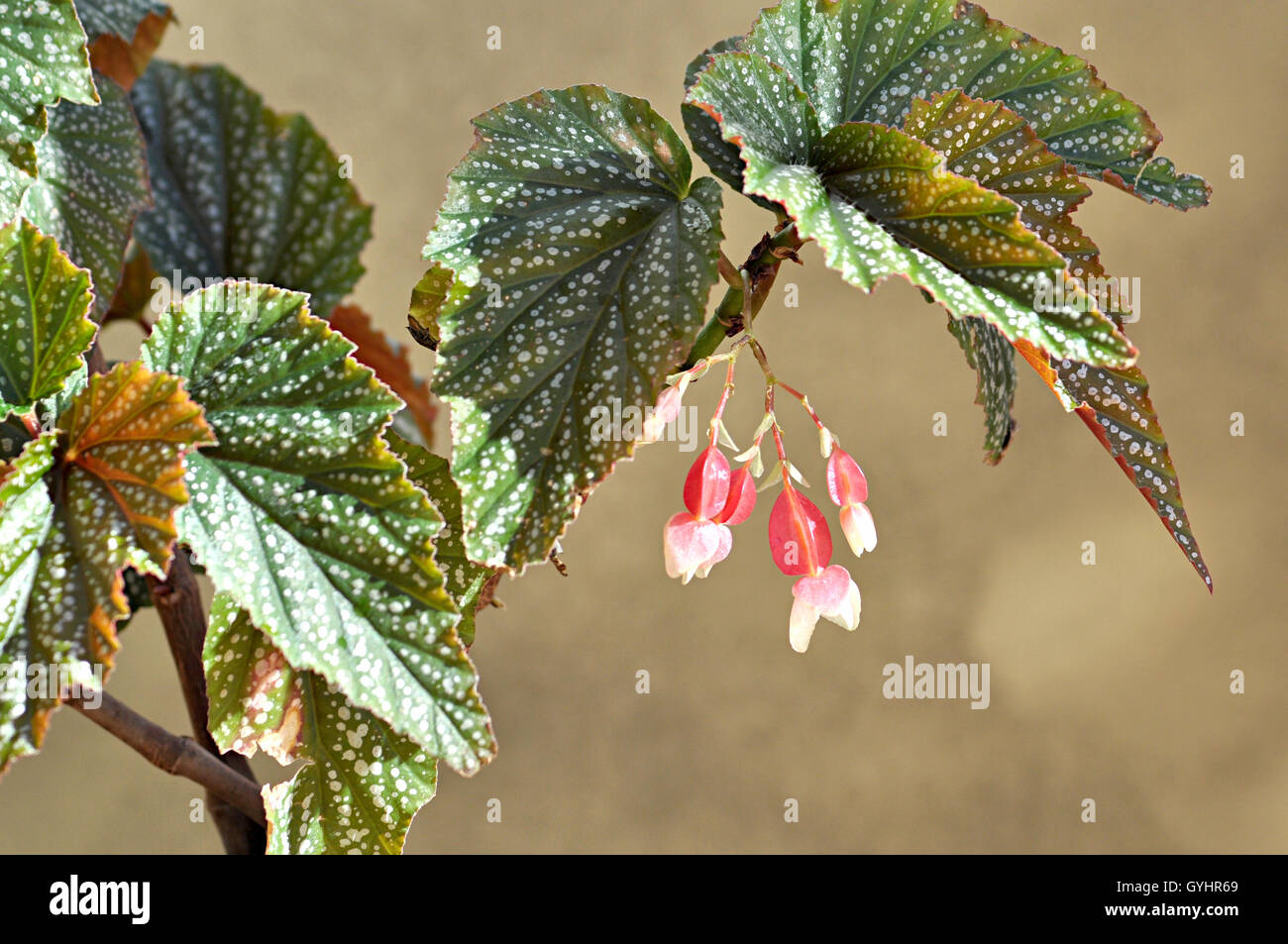 Begonia foliage hi-res stock photography and images - Page 12 - Alamy