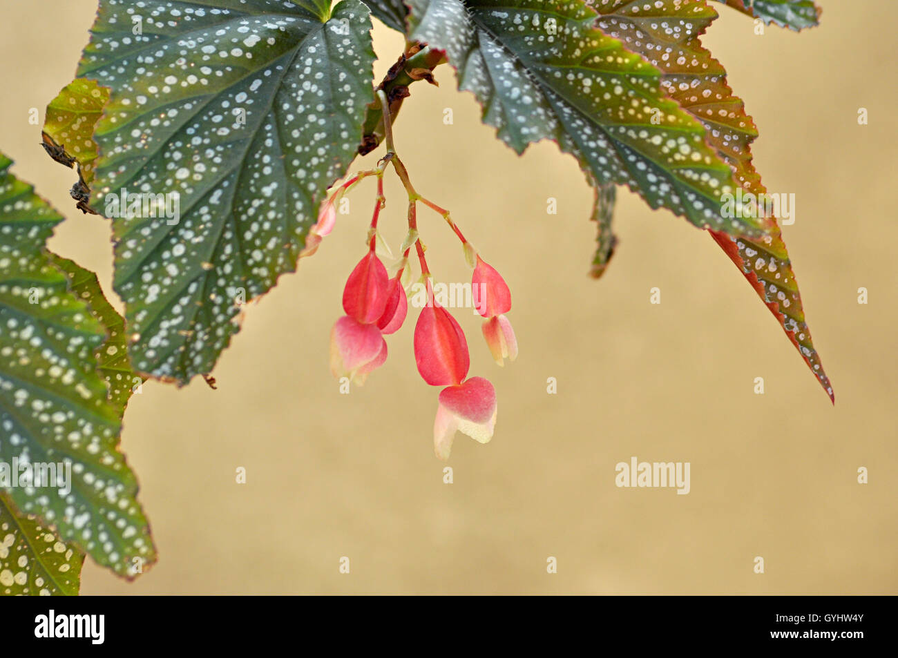 begonia simple flowers Stock Photo - Alamy