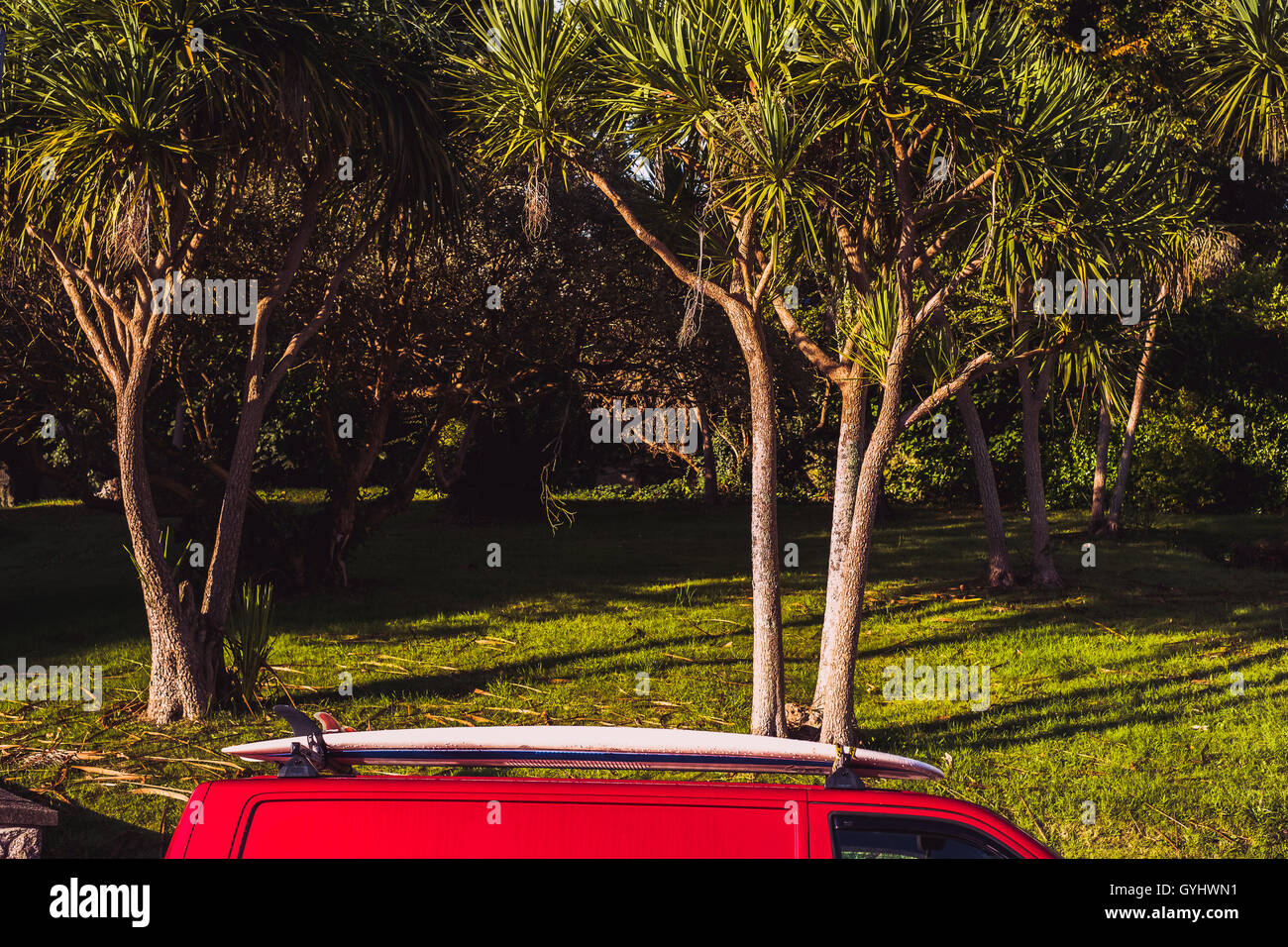 A red VW transporter van with a surfboard on a roof rack set against palm trees in Falmouth, Cornwall. 18th Sept 2016 Stock Photo