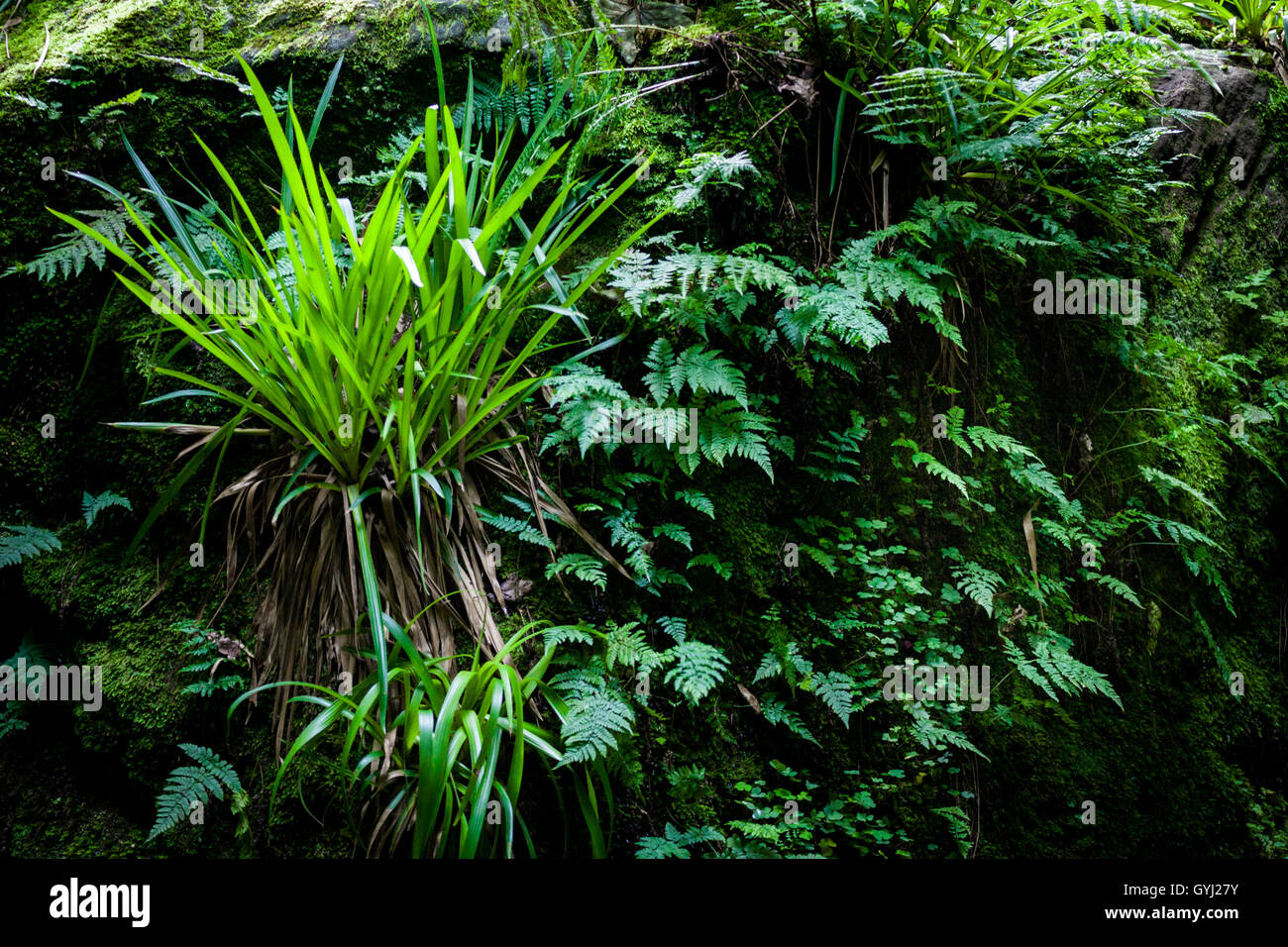 Bright green ferns and undergrowth plants in an ancient English woodland Stock Photo
