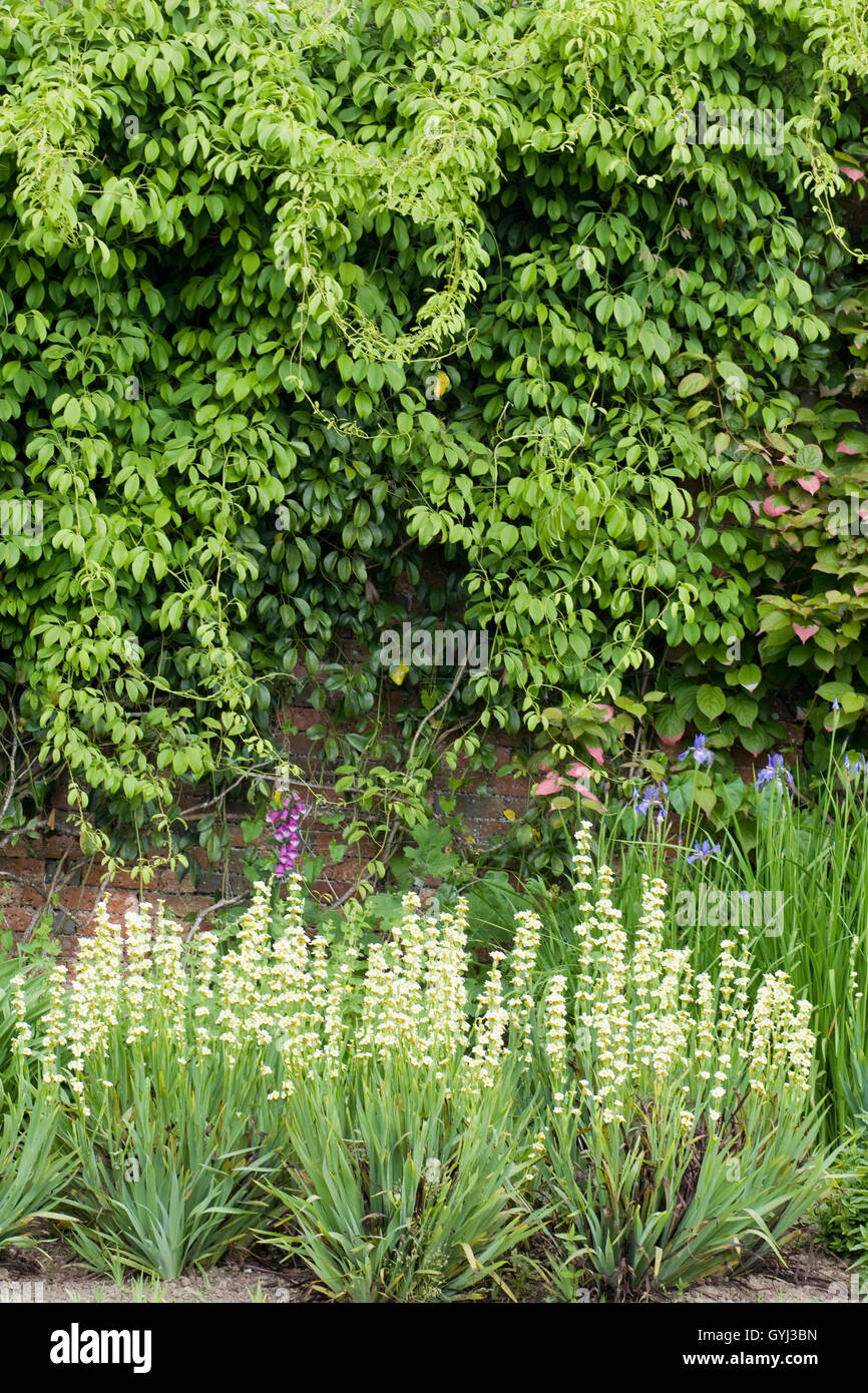 Border flowers in an English country garden Stock Photo - Alamy