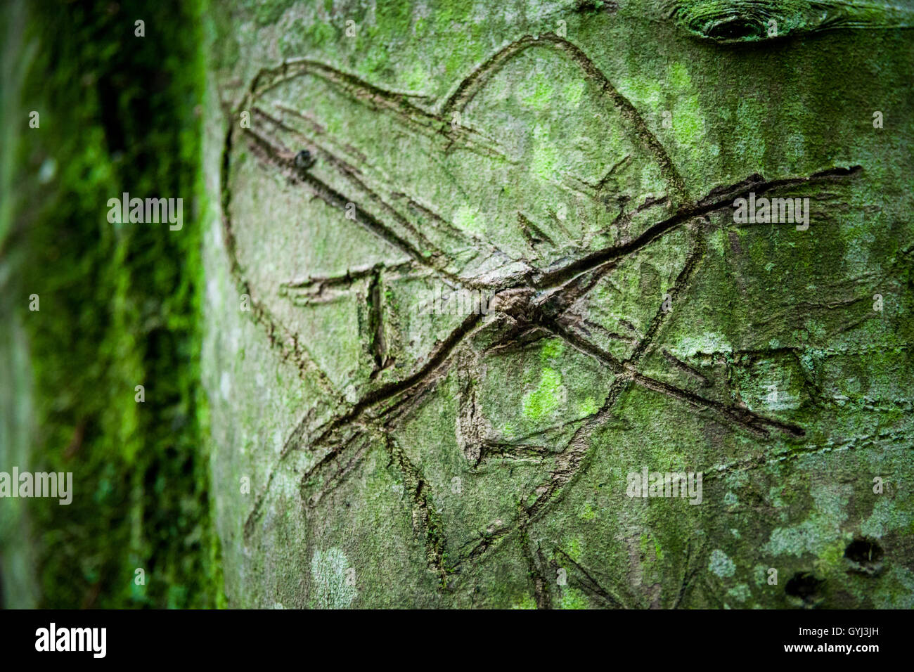 Love heart graffiti carved into a tree in the forest Stock Photo