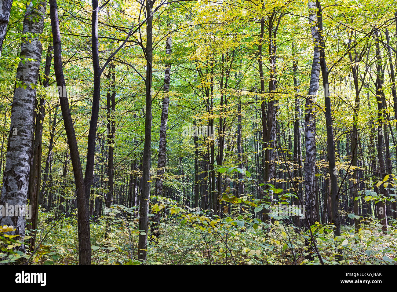 Autumnal landscape with deciduous beech trees in forest Stock Photo - Alamy
