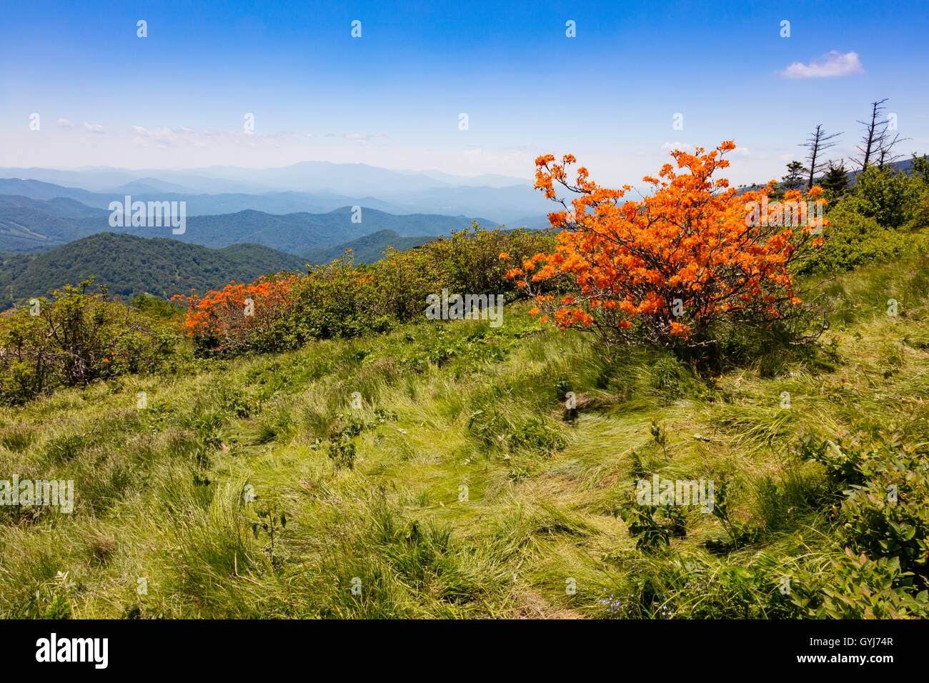Roan mountain state park hires stock photography and images Alamy