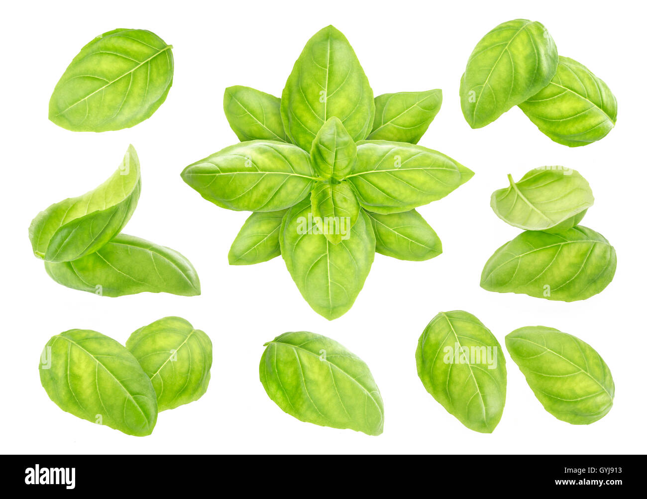 Collection of fresh basil leaves isolated on white background Stock