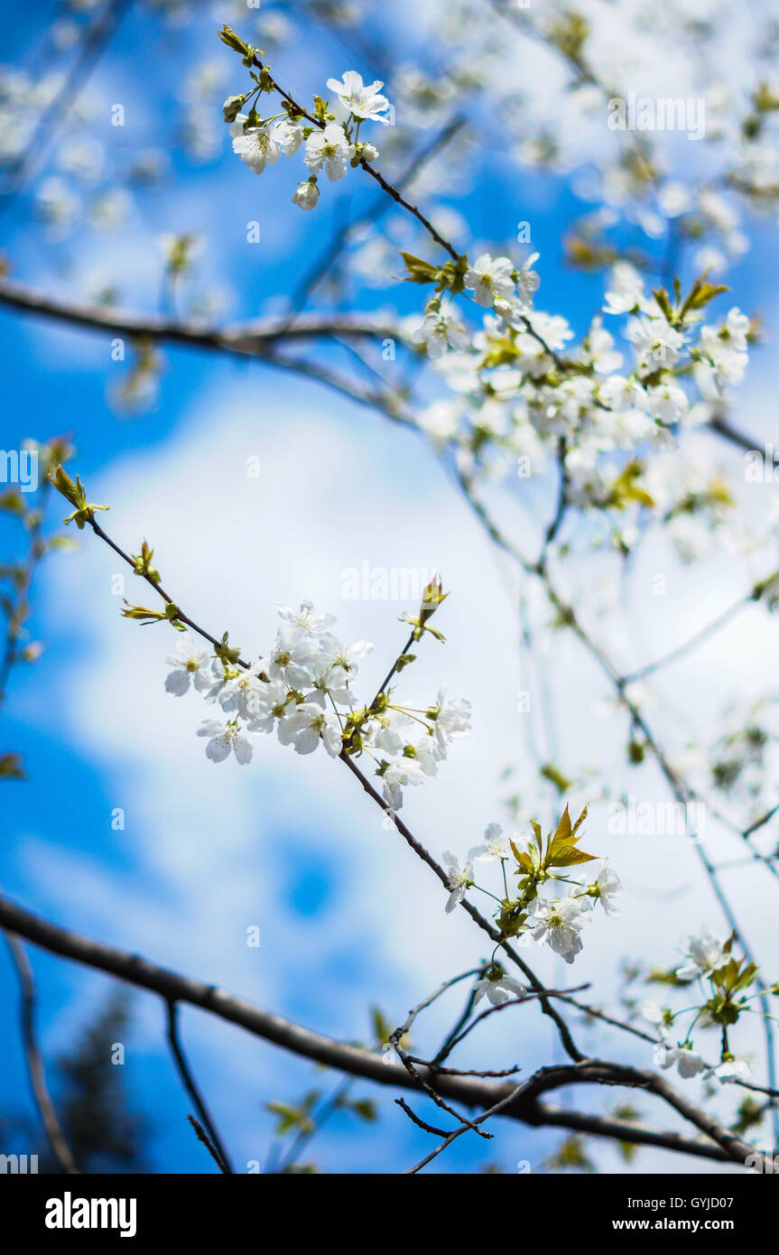 Blooming cherry tree on the blue sky background Stock Photo - Alamy