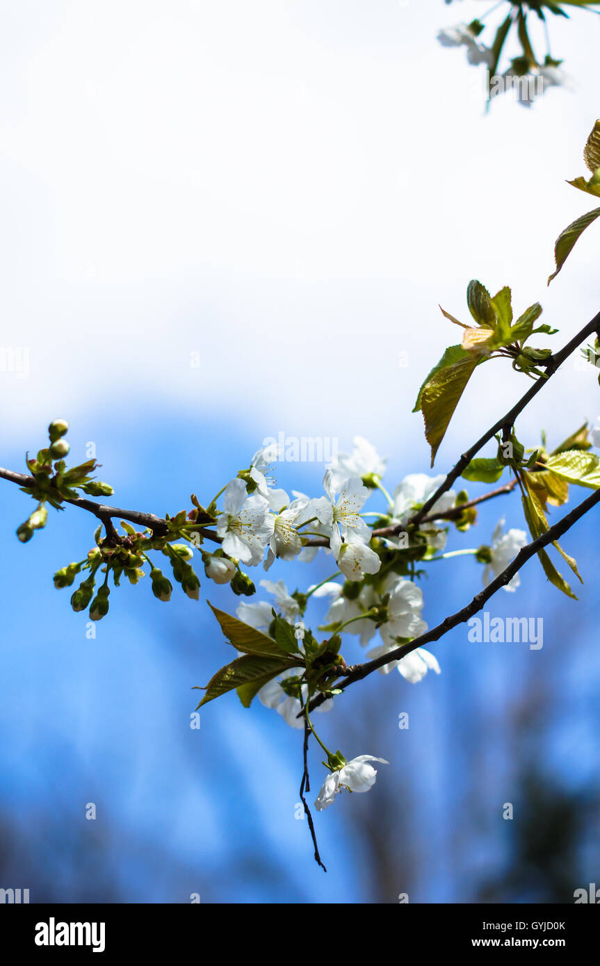 Blooming cherry tree on the blue sky background Stock Photo - Alamy