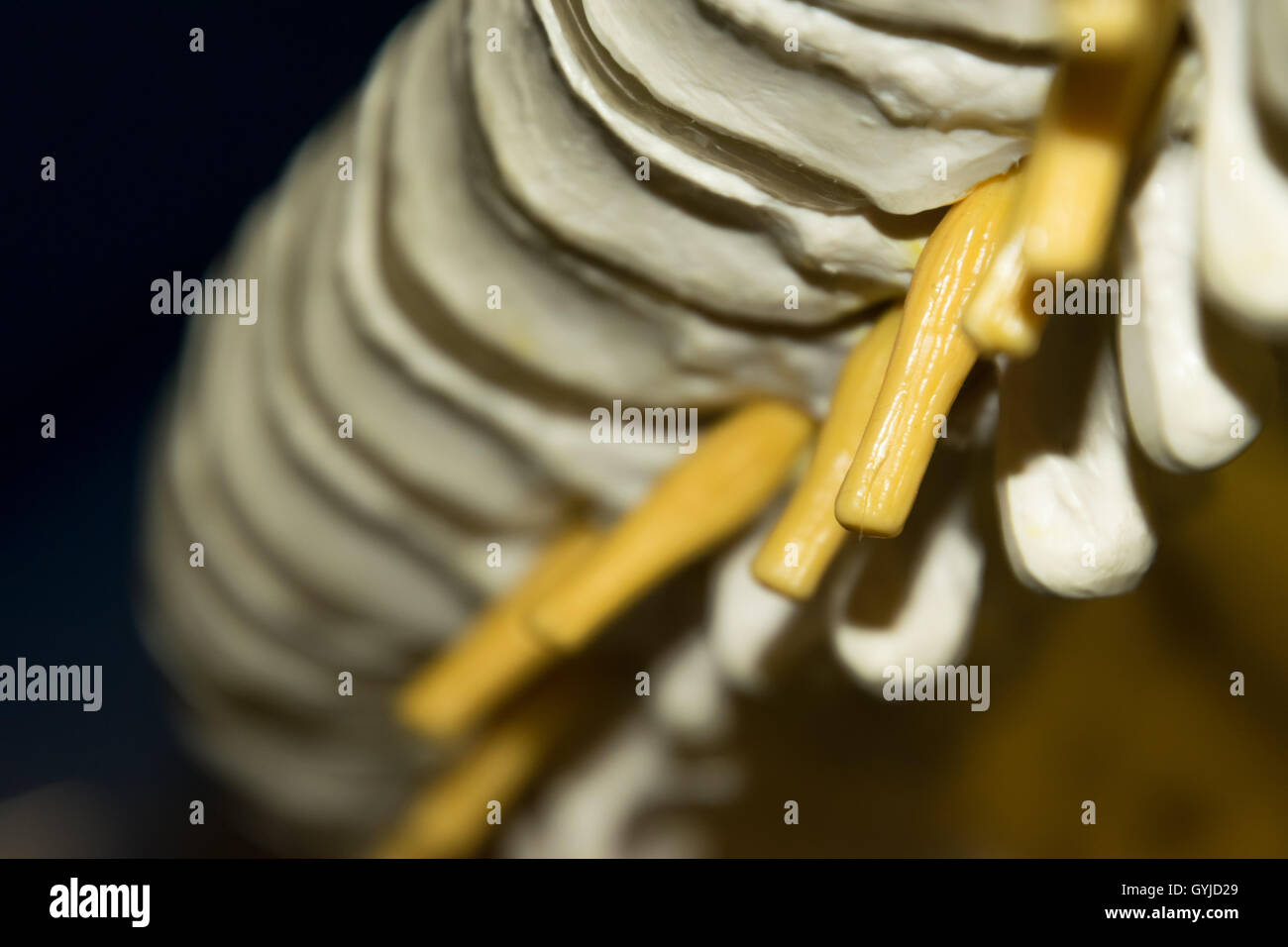 Model of spine and nerves Stock Photo - Alamy