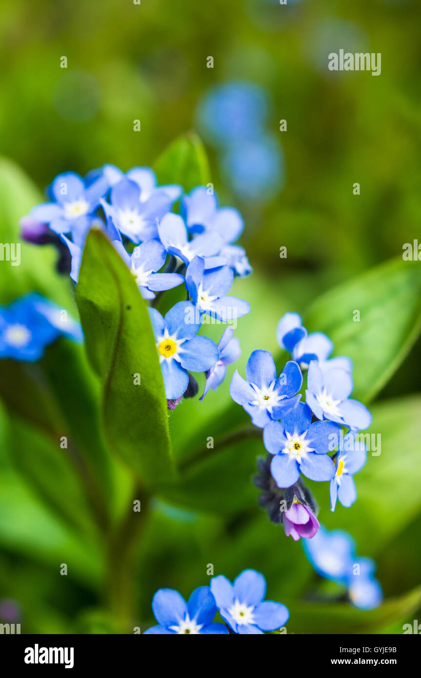 Spring time Forget-me-nots in the garden Stock Photo - Alamy