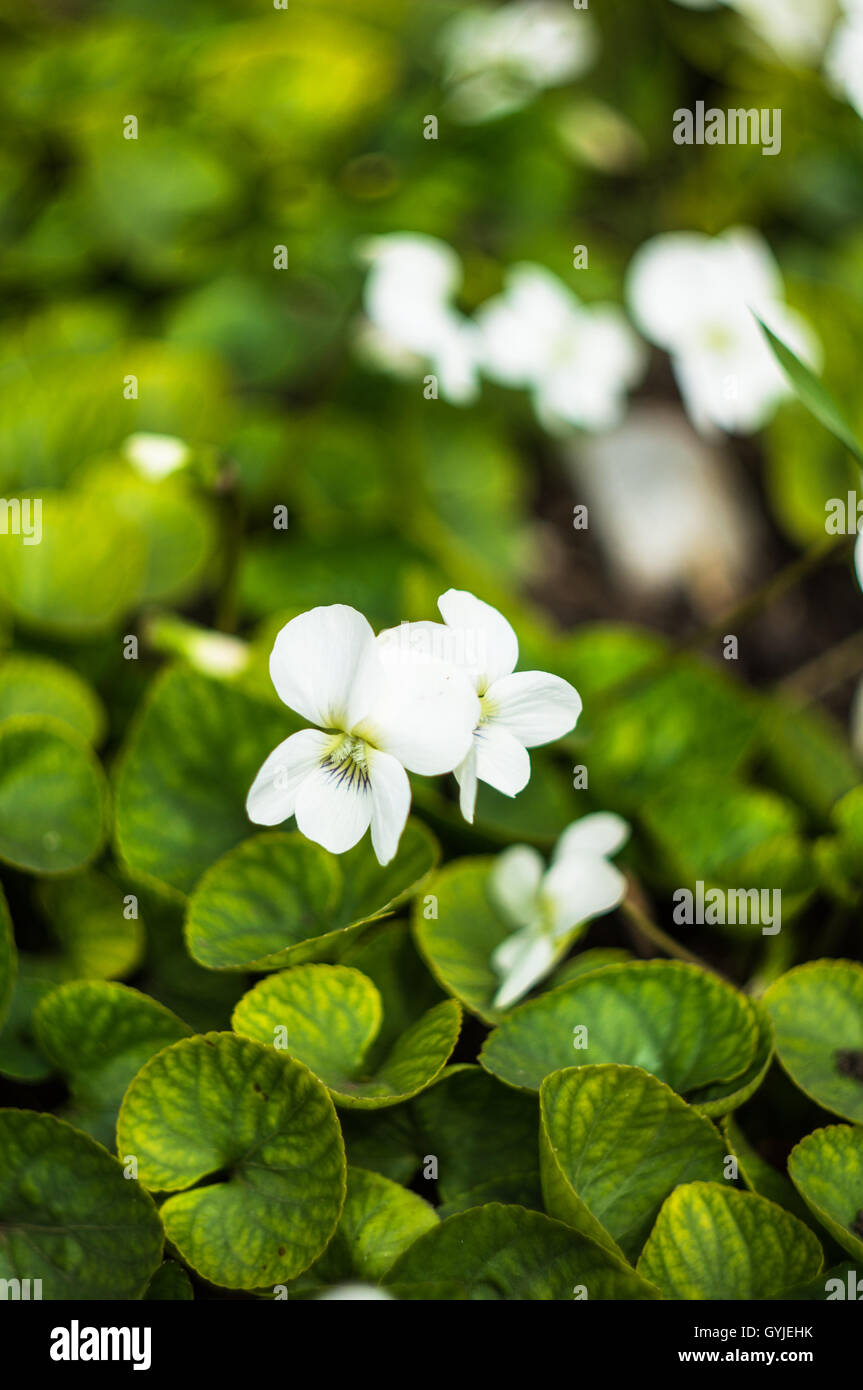 Wild white viola flowers in the spring time garden Stock Photo
