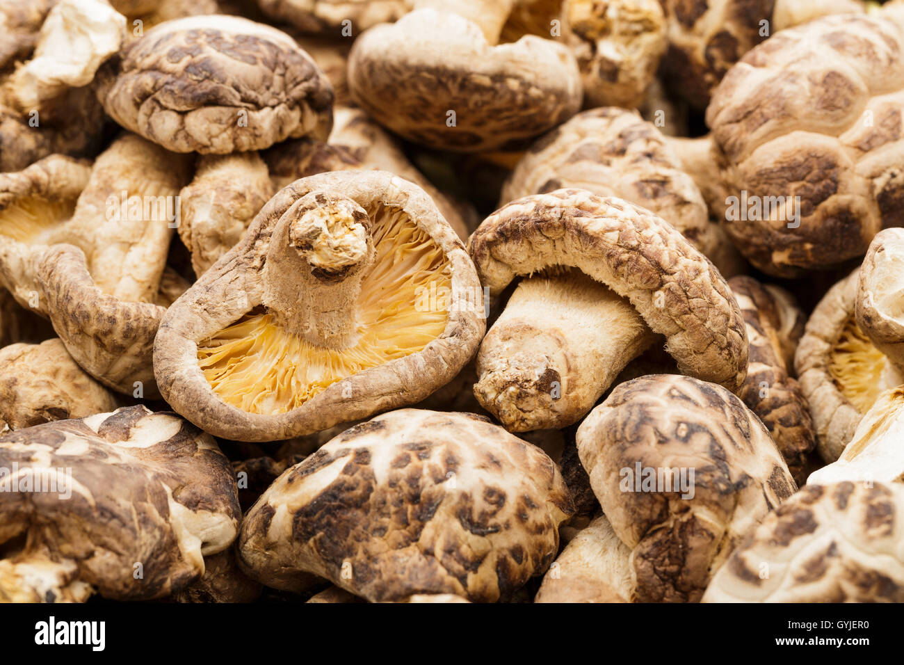 Heap of the dried mushrooms Stock Photo