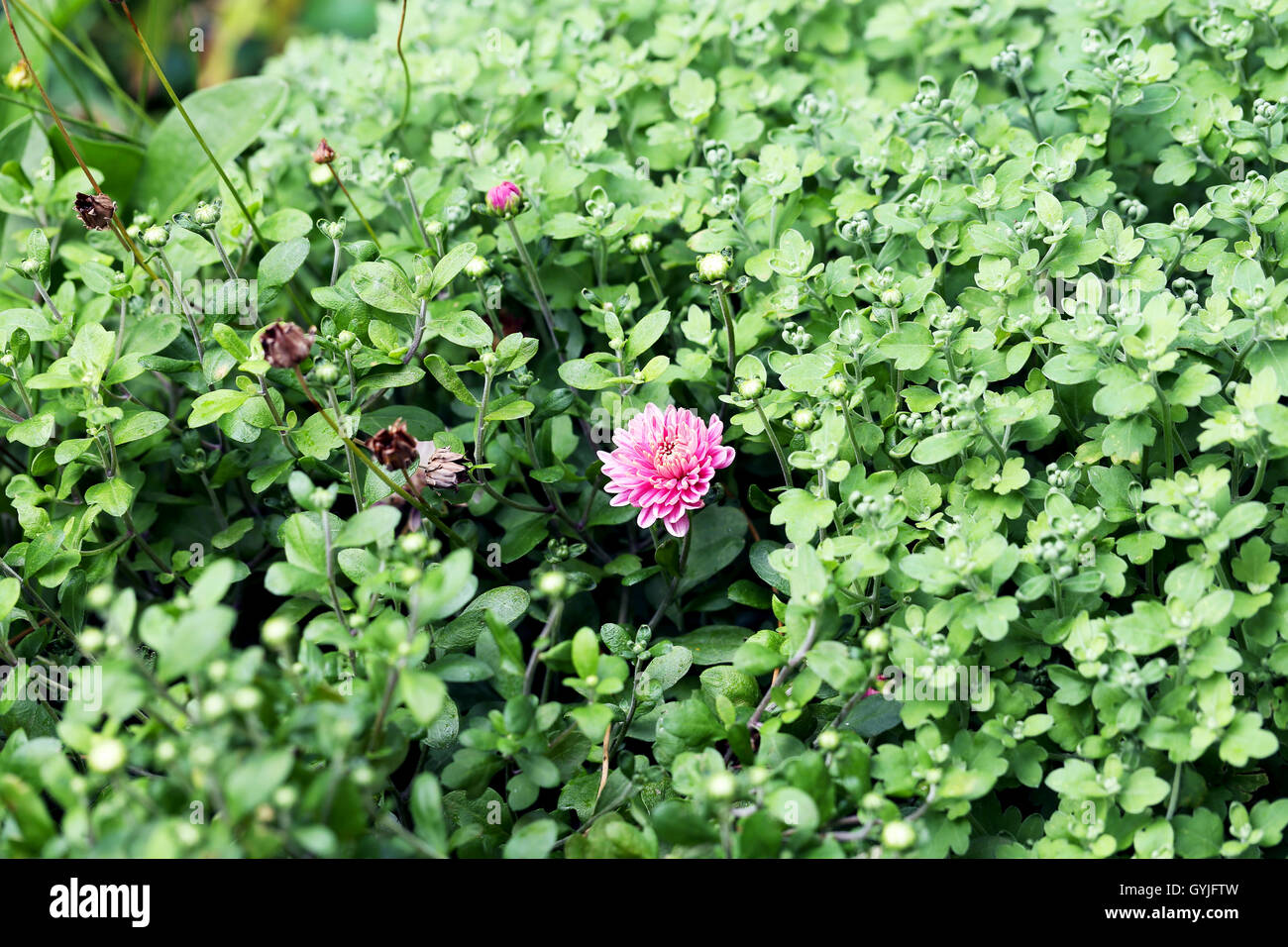 Close up of flowers in garden Stock Photo - Alamy