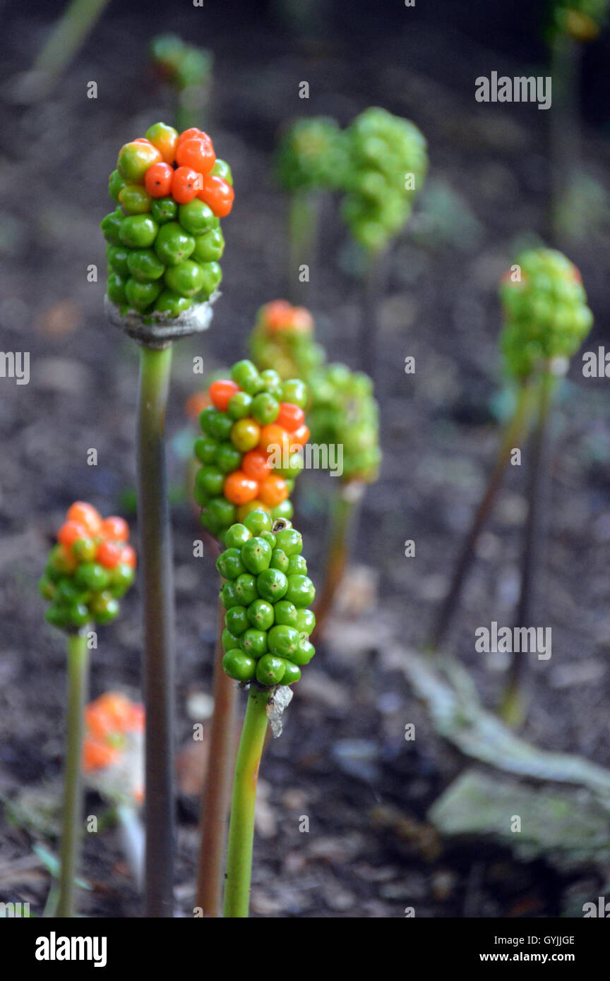 The Berries on an Italian Arum (Arum italicum) Plant or Lords and Ladies or Orange Candleflower at RHS Garden Harlow Carr. Stock Photo
