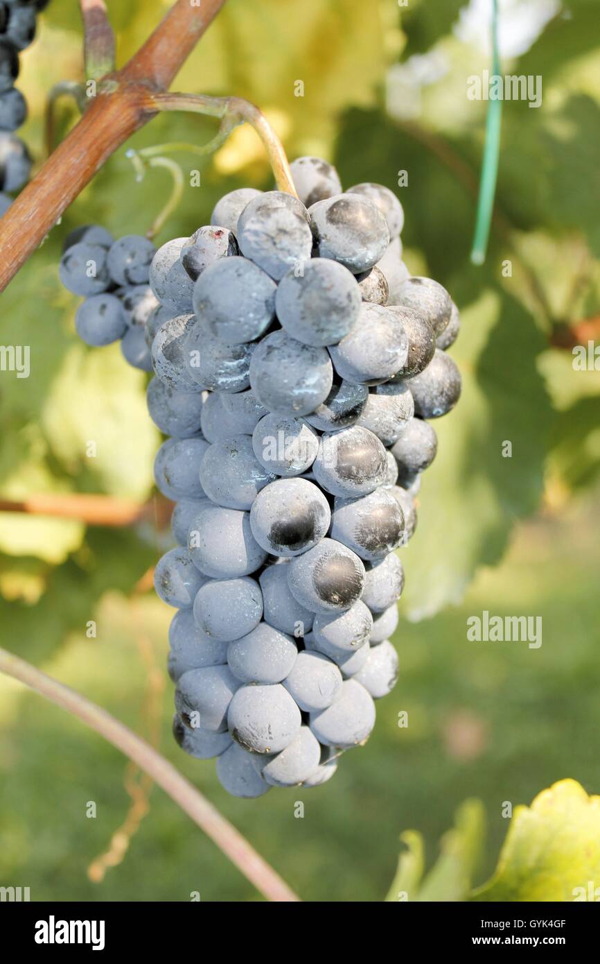 bunch of red grapes in an vineyard in Italy Stock Photo Alamy