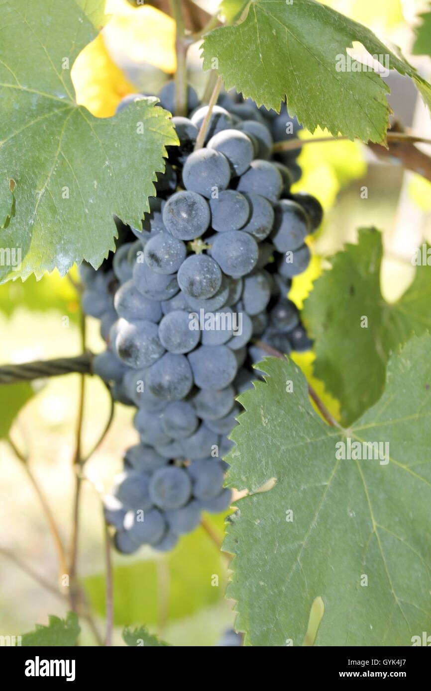 bunch of red grapes in an vineyard in Italy Stock Photo Alamy