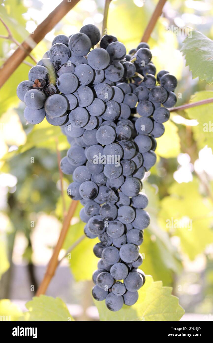 bunch of red grapes in an vineyard in Italy Stock Photo Alamy