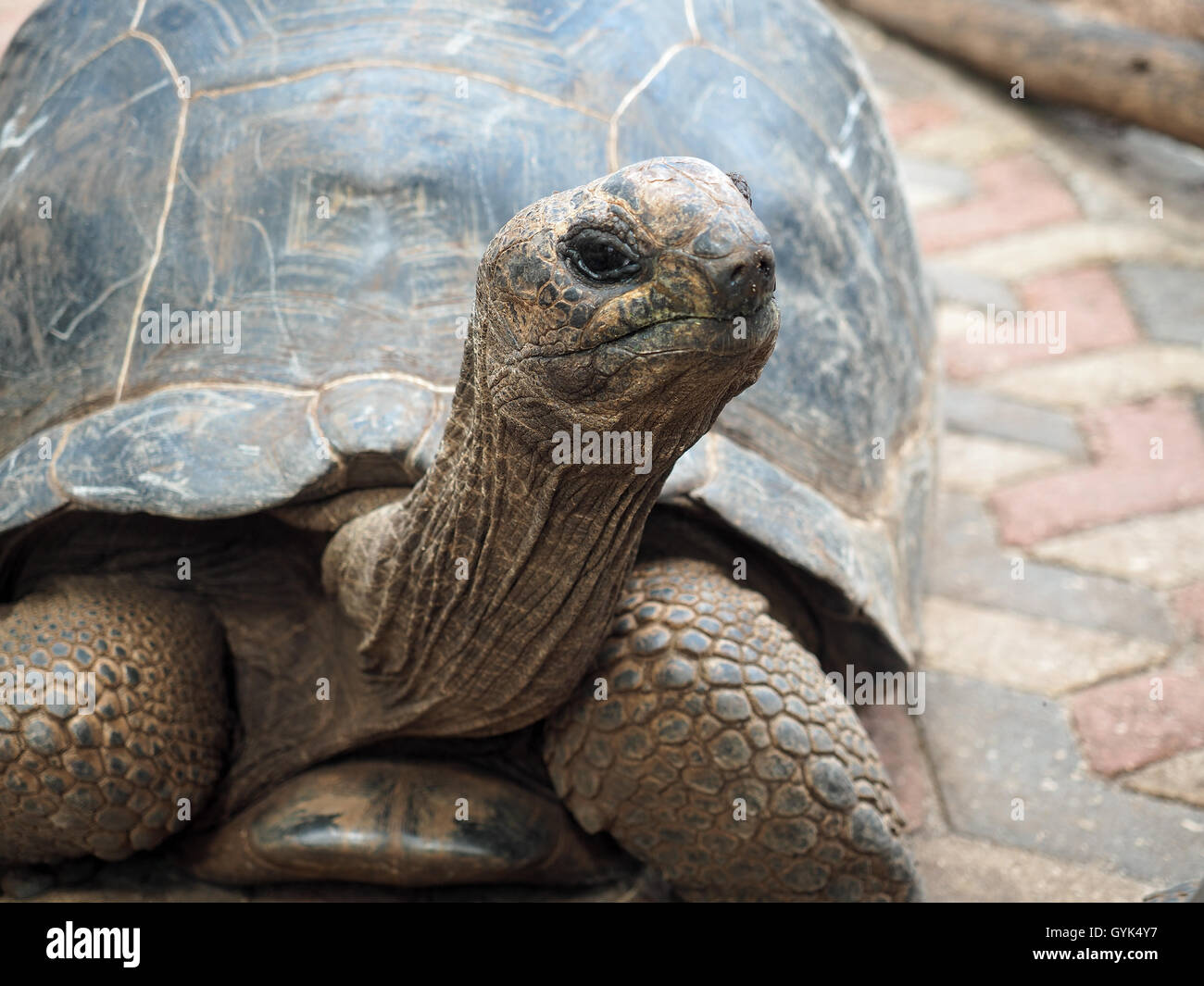 Close up view of the head and face of a Giant Tortoise on the Prison Island of Changuu in Zanzibar Stock Photo