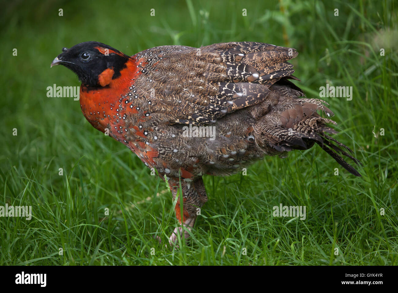 Satyr tragopan (Tragopan satyra), also known as the crimson horned