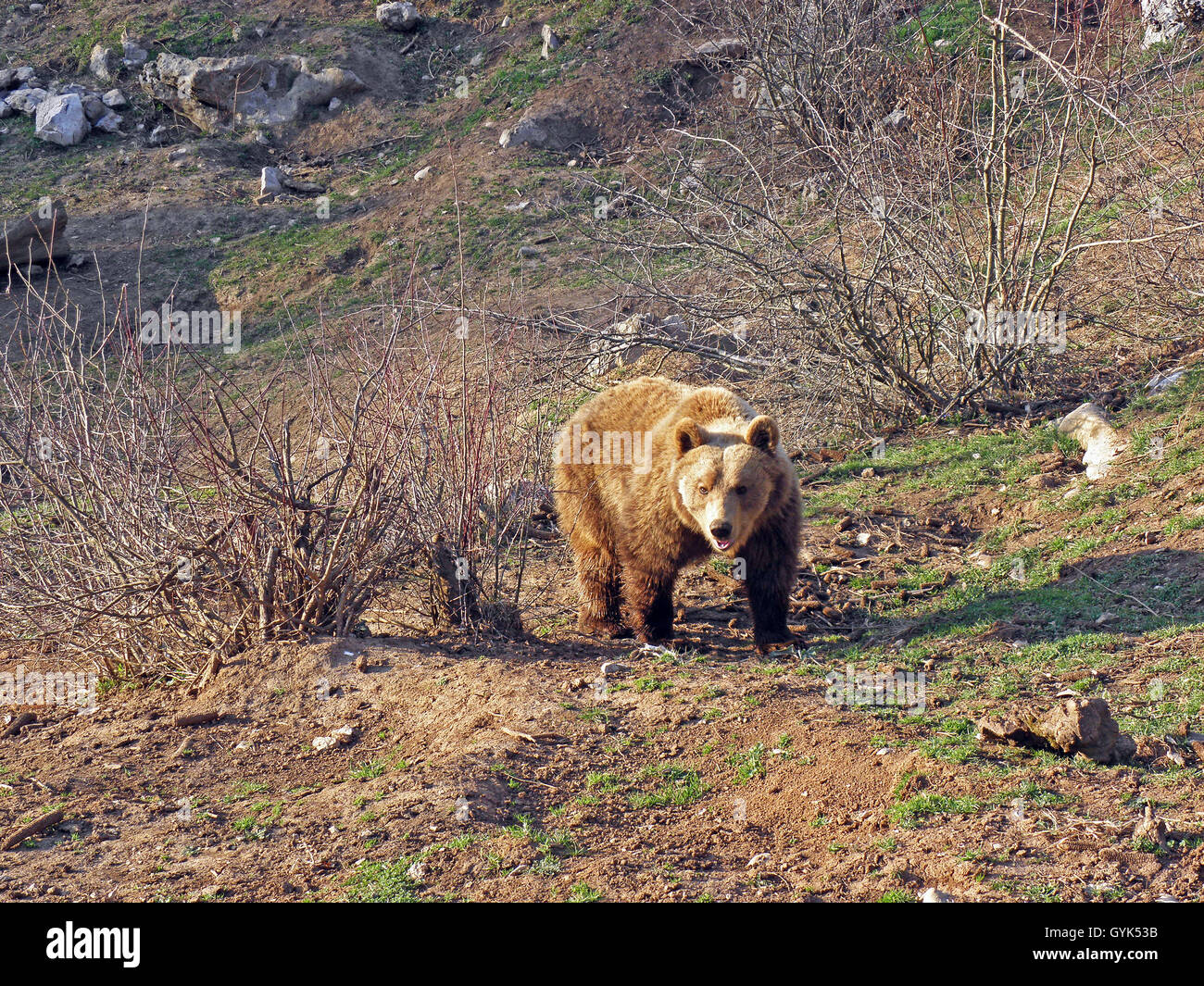 Kuterevo,refugee camp for young bears,Lika,Croatia,Europe,4 Stock Photo