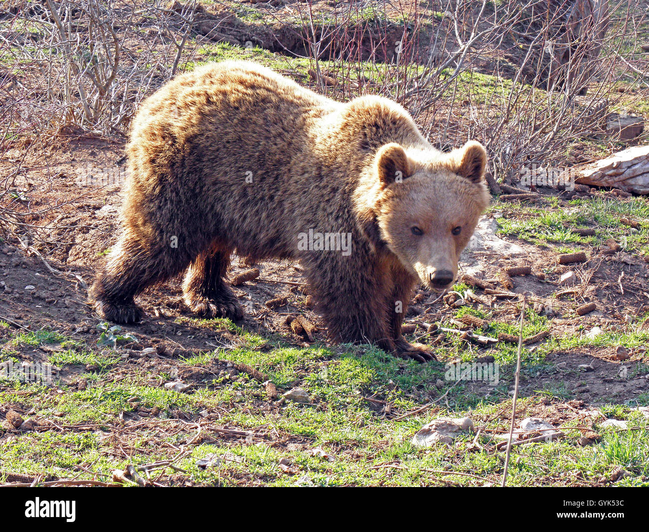 Kuterevo,refugee camp for young bears,Lika,Croatia,Europe,5 Stock Photo
