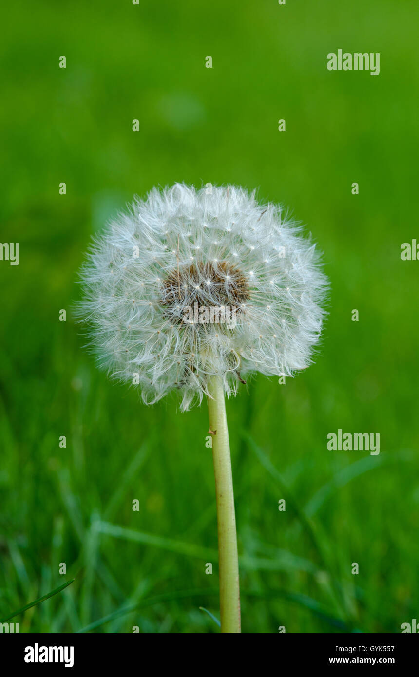 Dandelion seed head isolated against grass (Taraxacum) Stock Photo