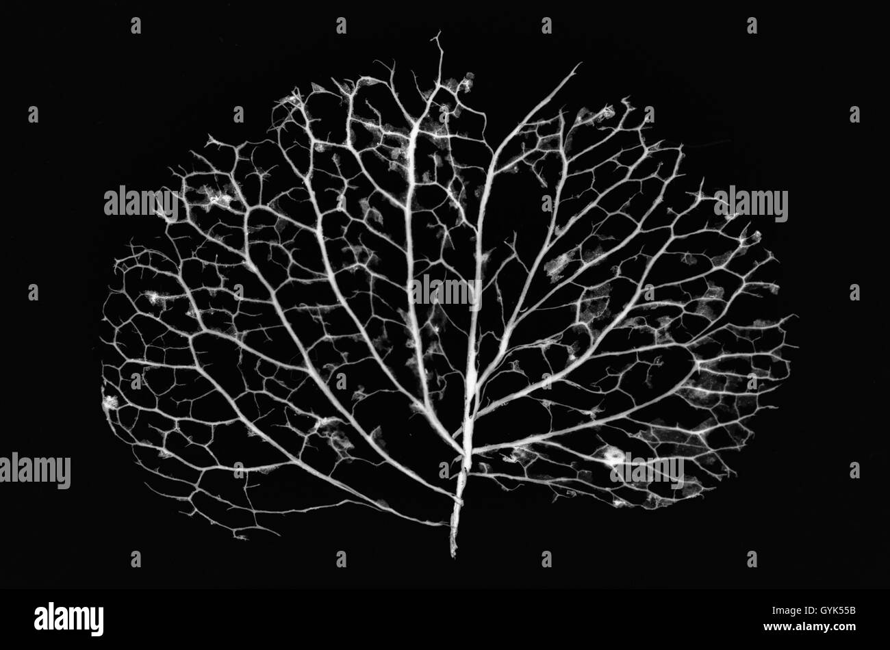 X-ray style image of  a leaf skeleton from a hydrangea petal Stock Photo