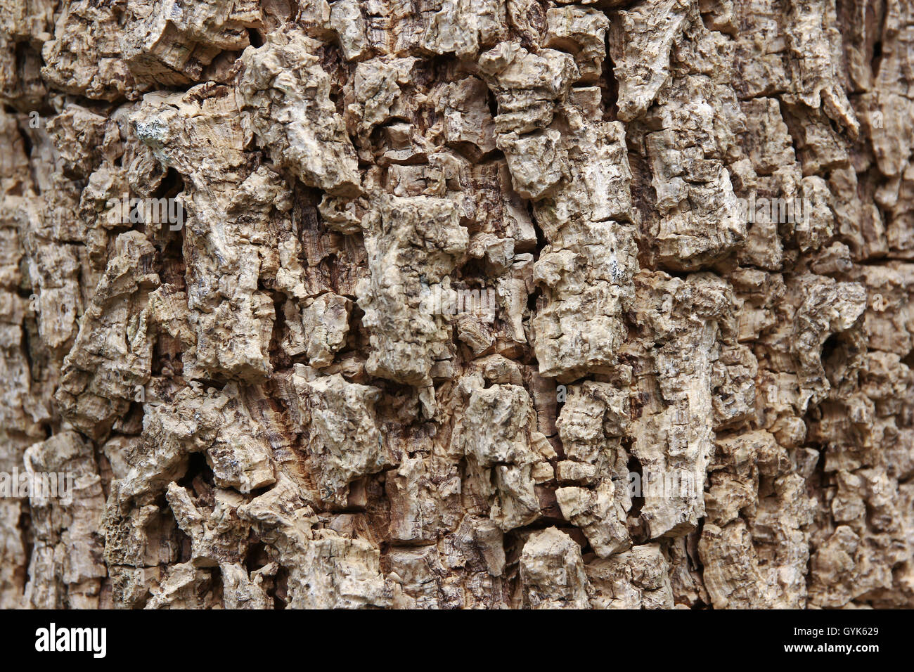 Cluse up of Indian cork tree (Millingtonia hortensis Linn.f) flowers. Stock Photo