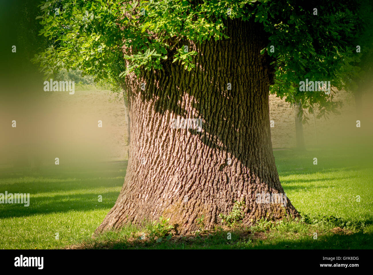 Trunk of the big oak tree at sunny day Stock Photo