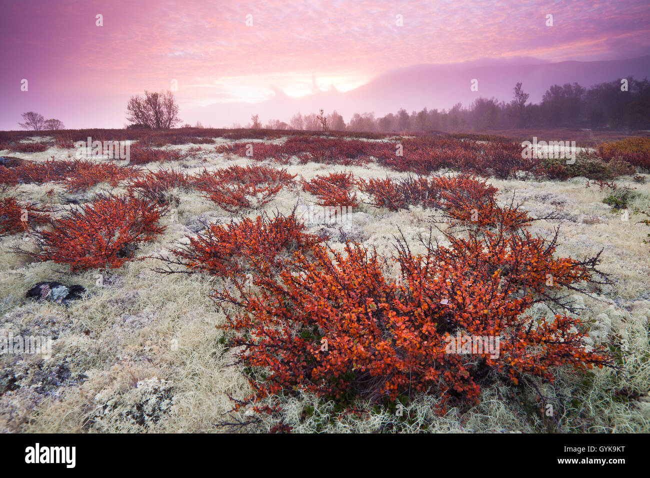 Fall colors and colorful sunrise at Fokstumyra nature reserve, Dovre, Oppland fylke, Norway. Stock Photo