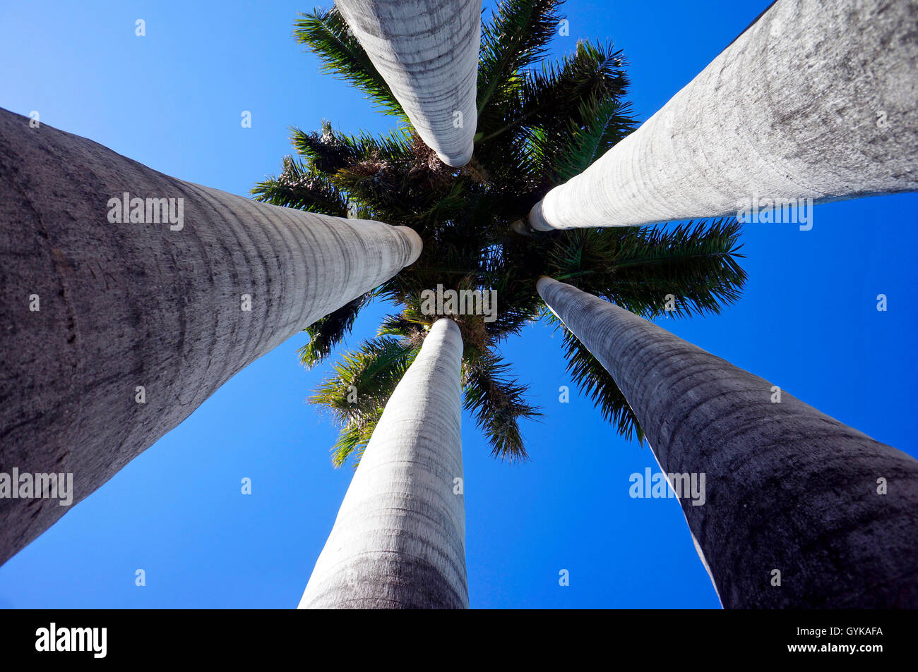 Blick von unten in die Baumkrone von Palmen, Kanaren, Teneriffa, Puerto De La Cruz | view from below into the crowns of palms, C Stock Photo