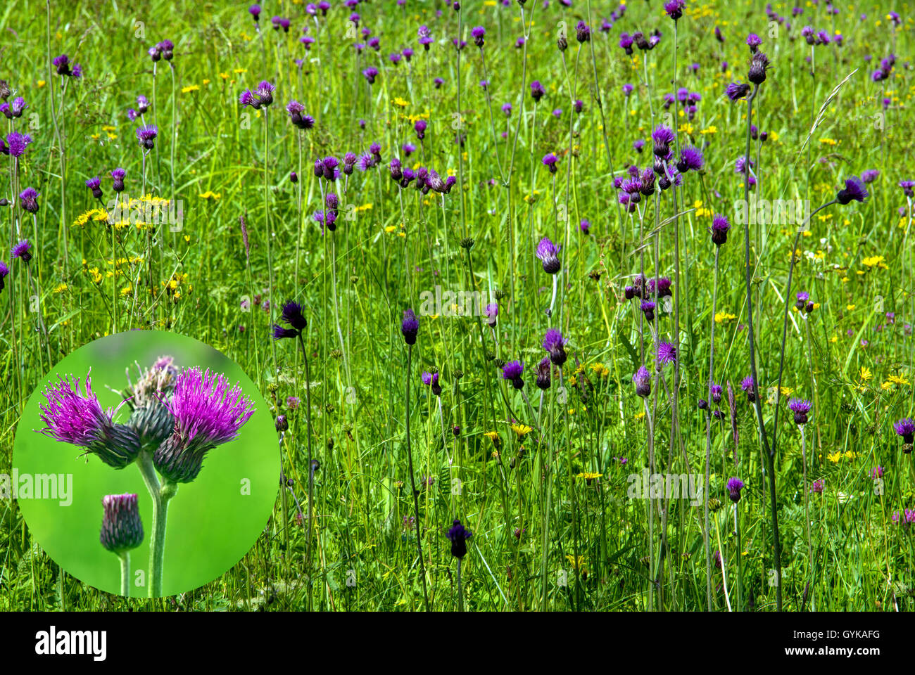 Brook thistle (Cirsium rivulare), blooming in a meadow, with magnification of the inflorescence, Germany, Bavaria, Oberbayern, Upper Bavaria Stock Photo