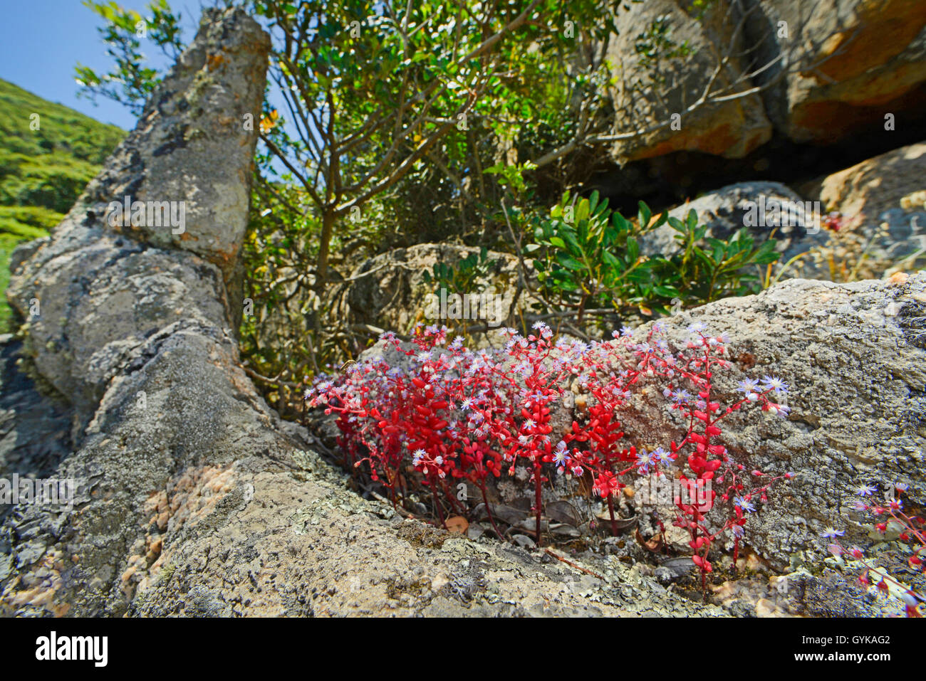 Sky Stone-crop, Baby-blue Stone-crop, Red-leaf Stone-crop, Sky Stonecrop, Baby-blue Stonecrop, Azure Stonecrop, Azure Stone-crop, Blue Stonecrop, Blue Stone-crop, Red-leaf Stonecrop (Sedum caeruleum), blooming on a rock, France, Corsica Stock Photo