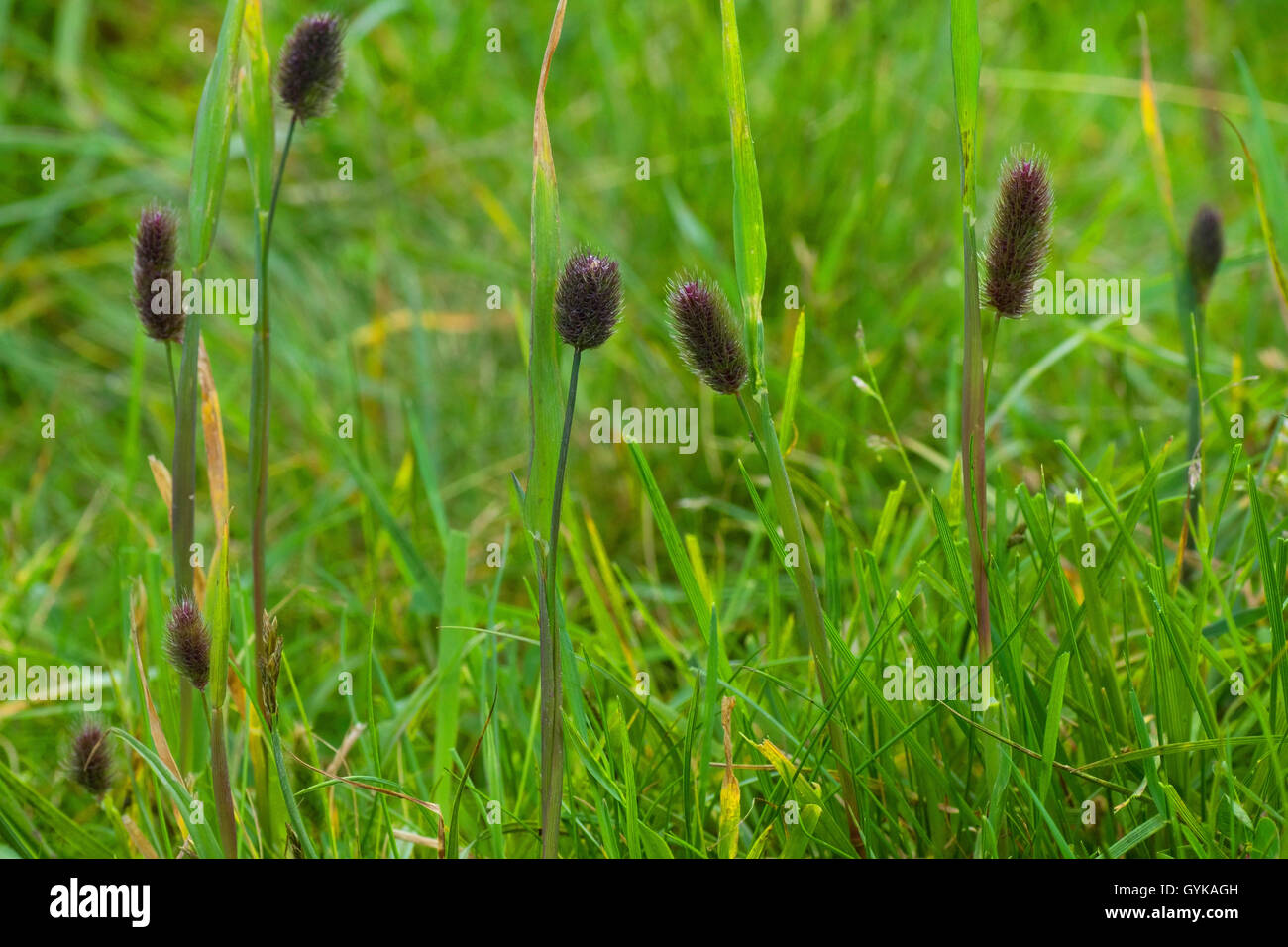 alpine cat's-tail, mountain timothy (Phleum alpinum agg.), blloming, Germany, Bavaria, Oberbayern, Upper Bavaria, Ammergebirge Stock Photo