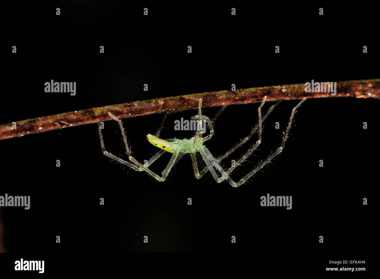 green spider on a branch, New Caledonia, Ile des Pins Stock Photo