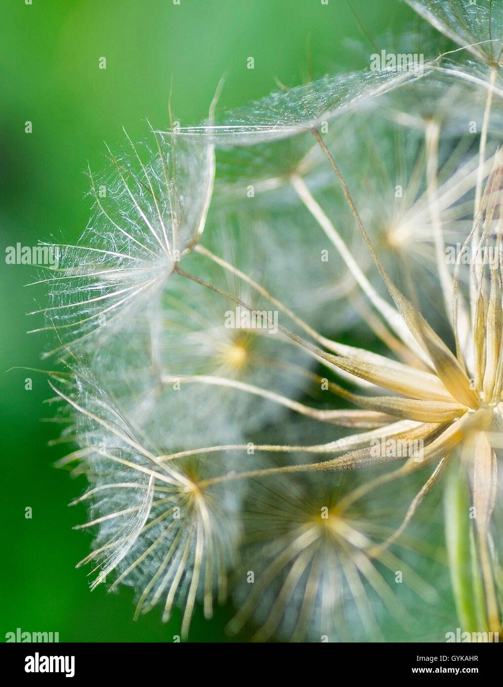 meadow goat's beard, jack-go-to-bed-at-noon, meadow salsifify (Tragopogon pratensis), fruits, Germany, Bavaria, Oberbayern, Upper Bavaria Stock Photo