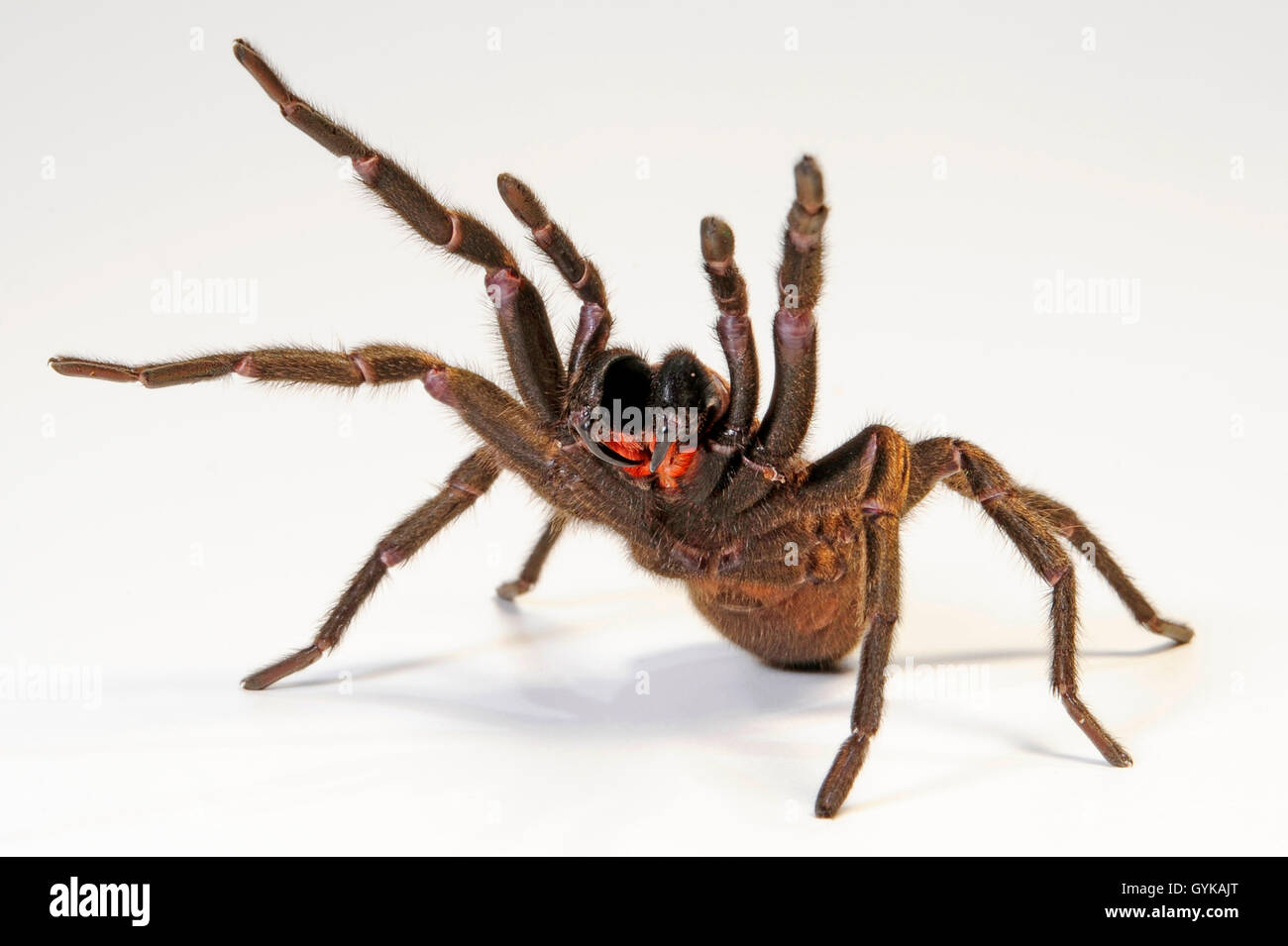 bird spider (Acanthognathus spec.), in defense posture, cut-out, Chile Stock Photo