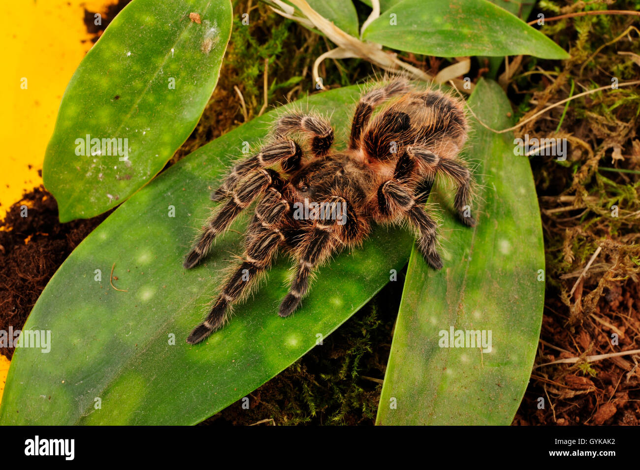 Tarantula (Euathlus Bronce), bird spider in terrarium Stock Photo