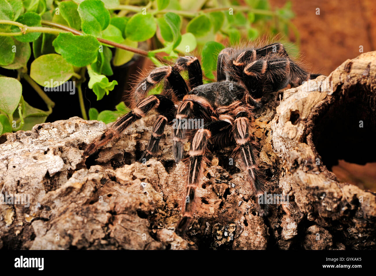Egyptian tarantula (Chaetopelma aegyptiacum), bird spider in terrarium Stock Photo