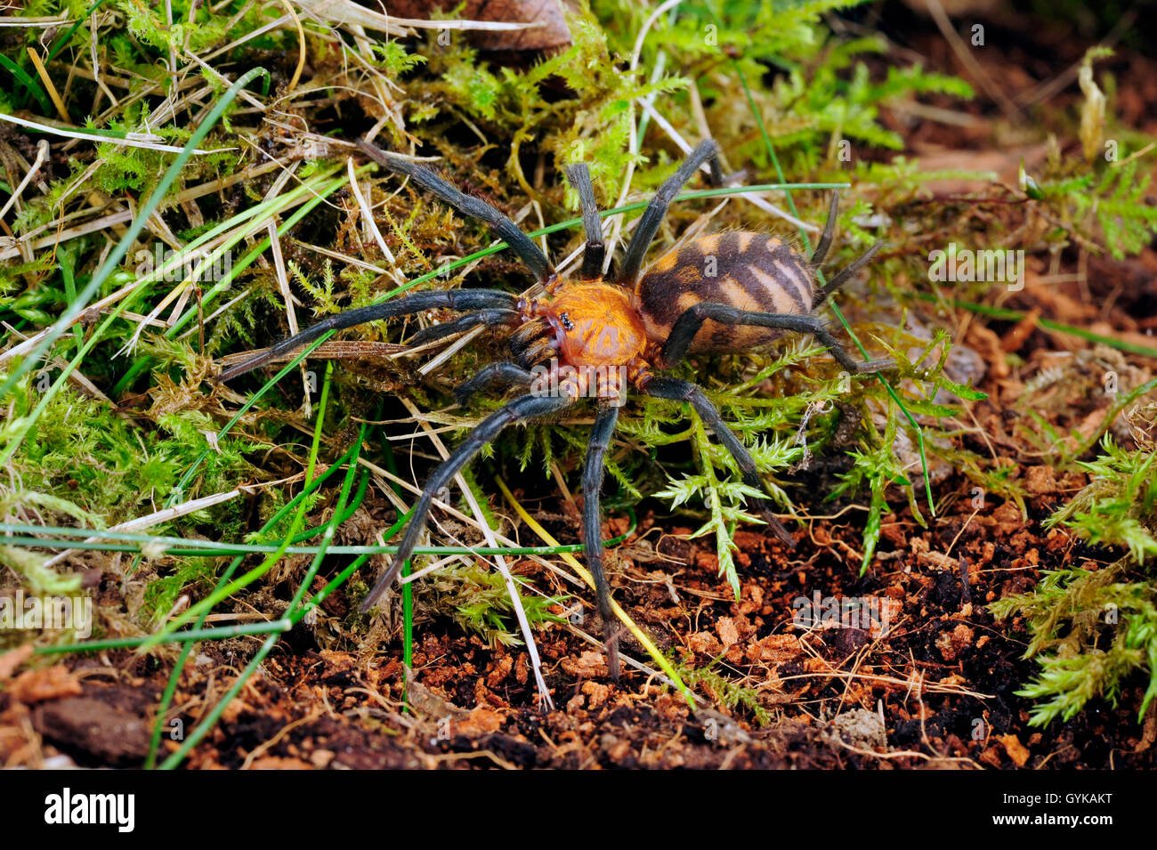 Tiger spider hi-res stock photography and images - Alamy Tiger spider hi-res stock photography and images - Alamy
